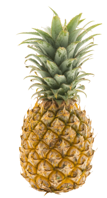 pina pina